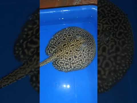 "Incredible Hybrids: Black Diamond Stingrays Like You've Never Seen" #blackdiamond #stingrayfish