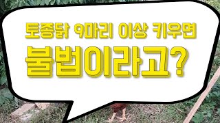 토종닭 9마리 이상 키우면 불법이라고?