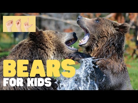 ASL Bears for Kids