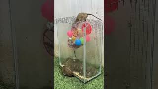 #rat #mousetrap #animals #pets #cute #mouse #rattrap #fish #petrodent #fishing