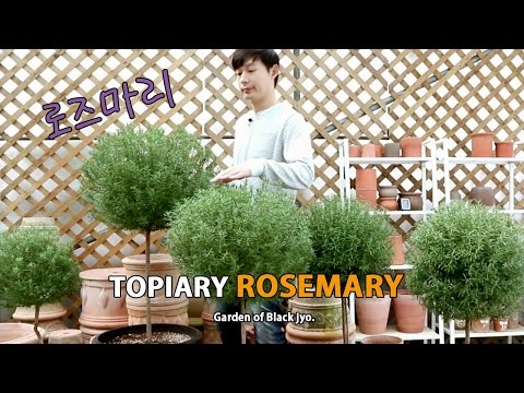 How to grow healthy Rosemary no.1 / Making Topiary Rosemary