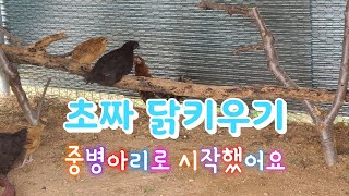 초짜  닭키우기 시작~중병아리로~