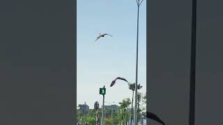 Falconer in Hai Phong, Vietnam 🇻🇳