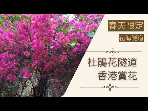 【春天限定 簕杜鵑花隧道】杜鵑花隧道｜勒杜鵑隧道｜香港打卡｜香港賞花 簕杜鵑｜花隧道｜香港賞花｜長沙灣｜元洲村｜30米簕杜鵑花隧道｜假日好去處｜香港好去處