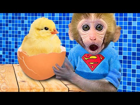 O Macaco Bon Bon colhe frutas com os patinhos coloridos | BonBon Em Português