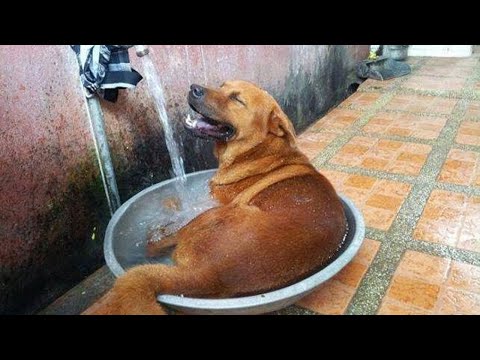 These Dogs Taking Baths Are A Dream! Funny Dog Reaction