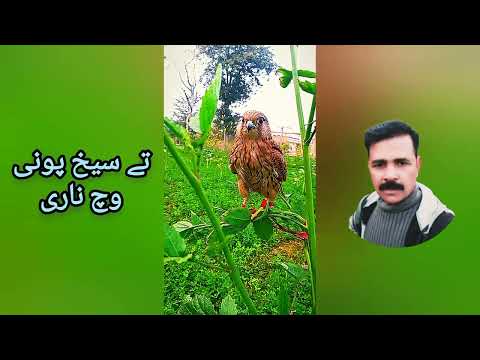 Bilal Haider Kalam Mian Muhammad Bakhsh Diday Dilbr Wekhan Karan.Punjabi Arifana Kalam Bilal Haider