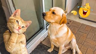 The Funniest Animal Videos of 2025 😁 Funny Dogs and Cats are here to make you LAUGH