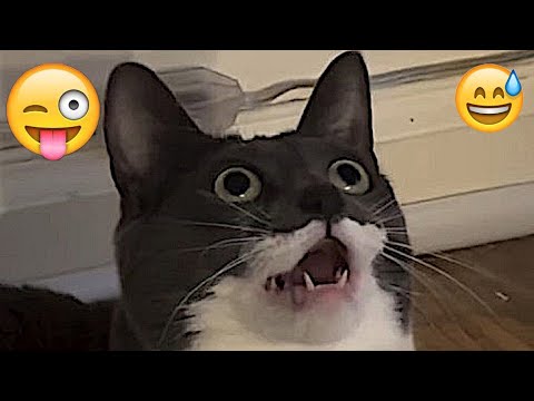 FUNNY MOMENTS OF CUTE CATS😽🤣🤣|FUNNY ANIMAL MOMENTS #cat #funny #comedy #funnycat #cats part3