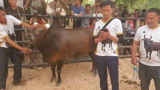 Coj nej lo saib cov nyuj ej hnub no tshav nyuj sib nraus vaj thaiv hawj chomthong 27.04.2024