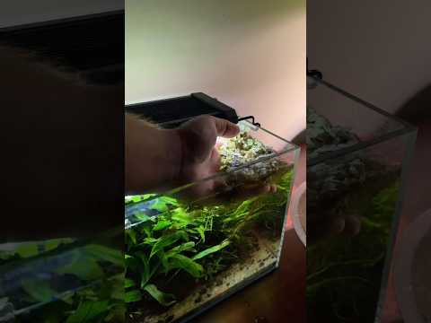 Thinning out salvinia in my nano planted aquarium