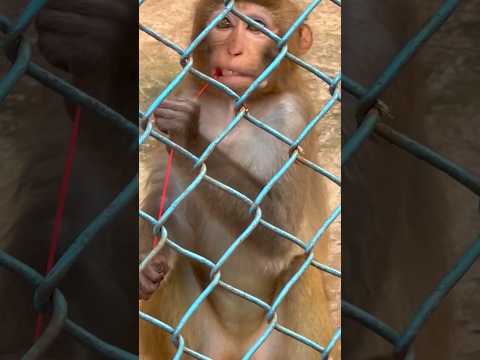 Monkey playing at National Zoo Bangladesh