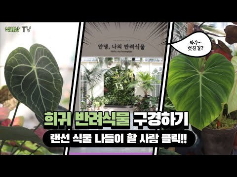[식사남TV] 희귀 반려식물 구경 할 사람? #랜선식물투어#희귀식물#무늬몬스테라