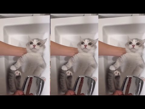 The Best FUNNY ANIMALS VIDEOS of All Time 🤣 Ultra Funny CATS and DOGS videos 2024 #part71