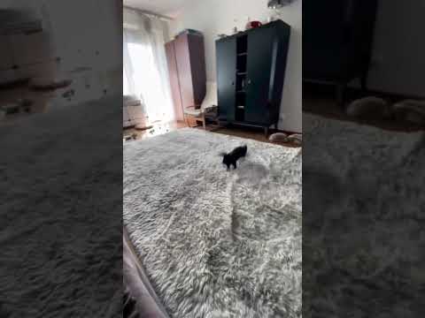 #catrun #cat #catrunner #catiooutdoor #catfastrun