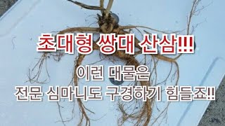 [19잡마니TV  / 7월 첫번째 약초산행 :초대형 쌍대산삼] 무더운여름에도 산행을 해야지요~버섯 더덕 도라지 등 각종약초와 산삼을 여러분과 누눌수있도록 할께요^^