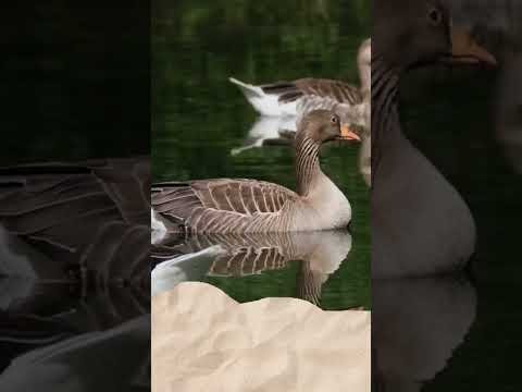 Animal Transition