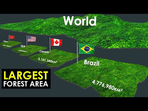 Countries With the Largest Forest Area