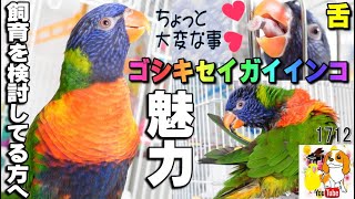 ゴシキセイガイインコの飼育って大変？｜ 性格 おしゃべり 餌 舌 水浴び 特性 #rainbowlorikeet #ゴシキセイガイインコ
