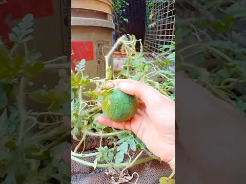 زرعت بطيخ علي السطح 🍉