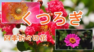 【癒し/自然の景色】疲れた心と体を癒す花の魅力　リラックス/癒しのBGM