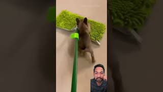 Funny pets #dog #afvfam #cat #funny #animals #pets #puppy #laughcontinue #funnyvideos  #subscribe