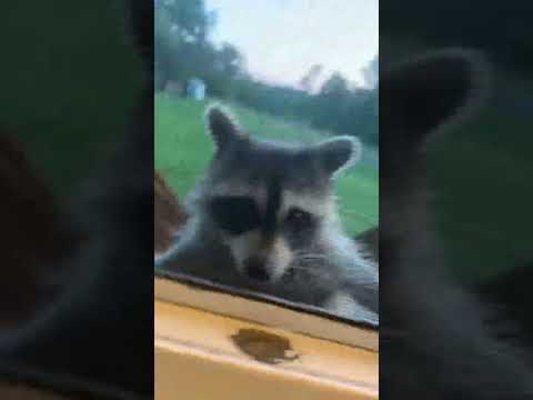 Random raccoon came to my house 💀💀💀🦝