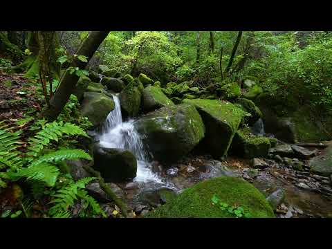 Mountain Stream, Birds Chirping, Nature Sounds for Sleeping