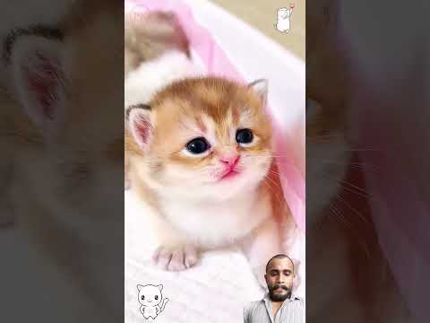 #cat #kitten #cute #cutekitty #cutecat #catlover #kittenish #funny #pets #shortscat