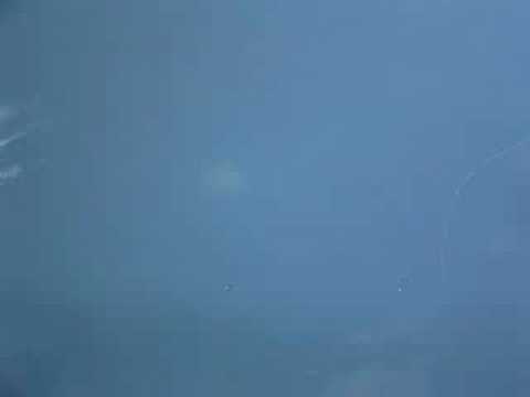 城門河水毋 Jellyfish in the Shing Mun River
