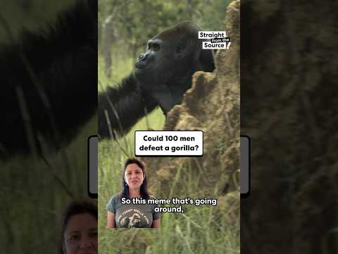 Could 100 men defeat a gorilla?