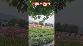 참말로 야단났네#함안강나루#강나루축제#작약축#함안 2025.5.11.일.