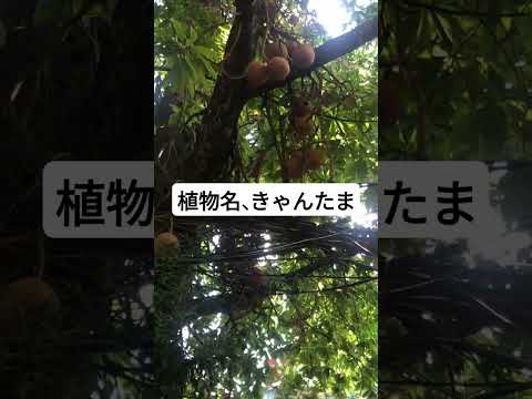 植物名、キャンタマ