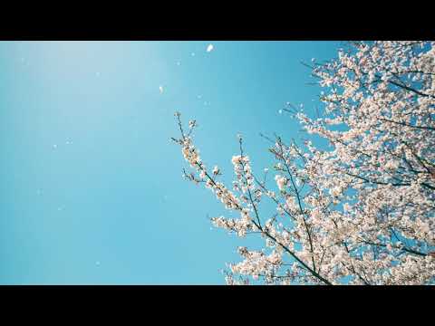 n.k / ハルサカズキ -Harusakazuki-