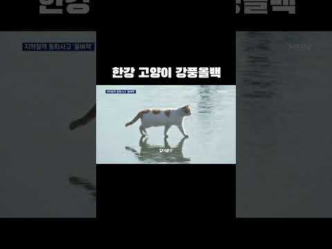 꽁꽁 얼어붙은 한강위로 강풍올백이 걸어다닙니다 #shorts