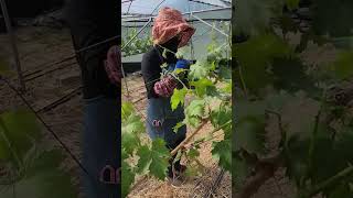 포도나무 유인작업 !! 포도나무 구경들 하세요 🙂 #grape #샤인머스켓 #nature #farming #농원 #농사