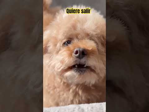 #claro es precioso 🐕🐶quiere salir le encanta estar afuera jugando 🐶❤️