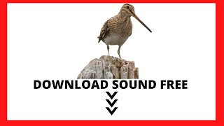 NO COPYRIGHT COMMON SNIPE (Gallinago gallinago) DOWNLOAD SOUND FREE 🔻