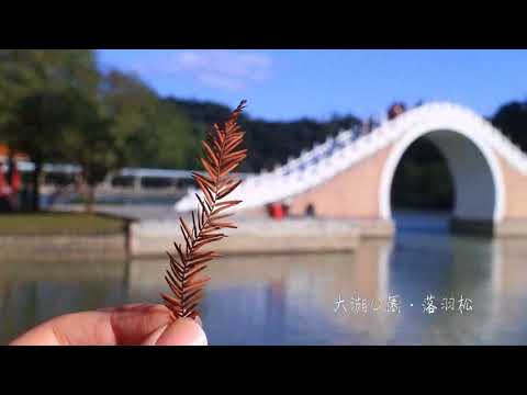 大湖公園落羽松︱冬季裡的橘紅 33種旅行生活