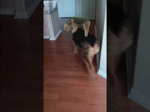Сперва лада и 5 похожих собак, а теперь ДВЕ ЛАДЫ???😱😱😱😱😱😱#shortsviral