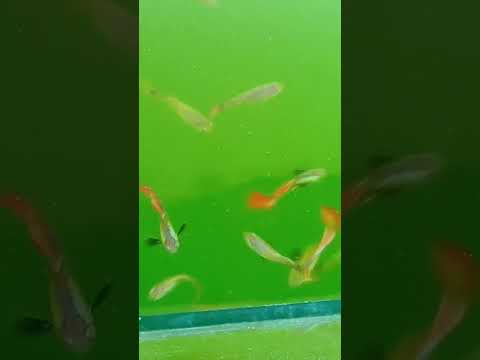 yeşil suda Lepistesler