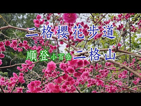 遠離塵囂賞景好去處，漫步二格櫻花步道，順登小百岳二格山。賞櫻花賞杜鵑和山景的小秘境。