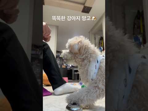 #강아지훈련#똑똑한강아지#smartdog 종치면 간식줘요❤️