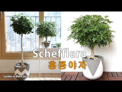 홍콩야자(쉐프렐라) 키우기