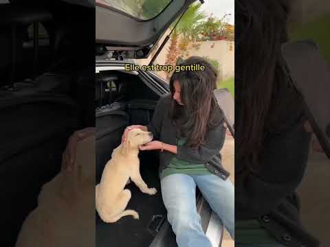 ON SAUVE UN CHIEN AU MAROC