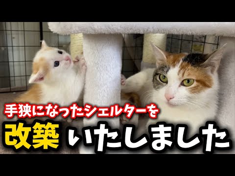 We added a loft to our shelter, which had become too cramped after a kitten was born.