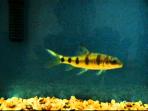 北江光唇魚 Acrossocheilus beijiangensis