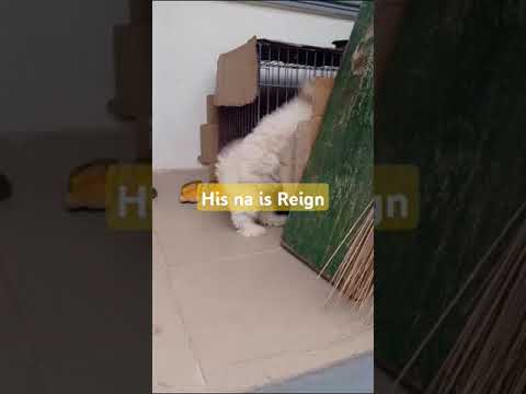 4 month old Lassa Dog for sale in Lagos, Ikotun.