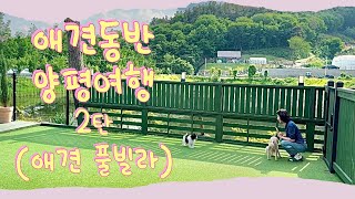 🐾강아지 브이로그🐾애견동반 양평여행 2탄![애견펜션(풀빌라)]🐶파티푸들 아기 강아지와 푸들 노견의 힐링 여행기🐶