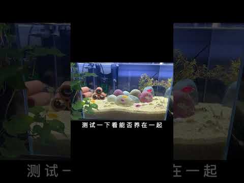 #新手养鱼 虎皮和天使都比较皮实，测试一下看能不能养在一起#养鱼日记 水是自来水，饲养温度28度左右